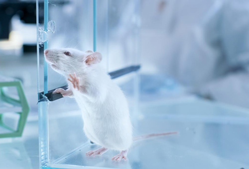 告別惡臭,守護(hù)呼吸健康,全面凈化動(dòng)物實(shí)驗(yàn)室空氣環(huán)境